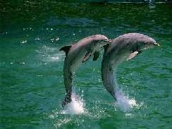 delfines képek - delfines játék